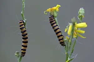 Cinnabar Prints: Cinnabar Moth caterpillar- feeding on foodplant Ragwort, Hessen, Germany