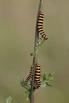 Cinnabar Moth - caterpillars feeding on foodplant Ragwort, Hessen, Germany