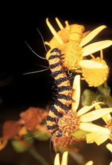 Cinnabar Prints: Cinnabar Moth Larva UK