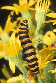 Cinnabar Moth Larva UK