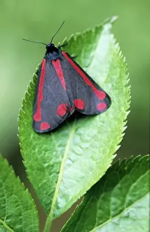 Cinnabar Moth - on leaf - Belgium