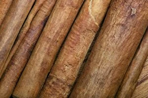 Plant Textures Collection: Cinnamon