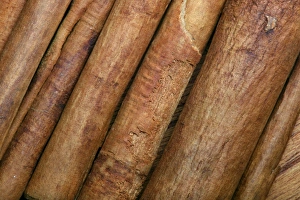 Plant Textures Collection: Cinnamon