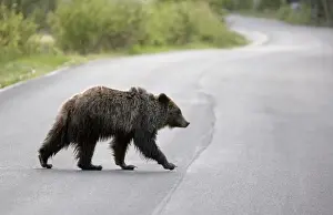 Ominvore Prints: Cinnamon / Black Bear - crossing road - Canadian Rocky Mountains - Alberta - Canada MA002193