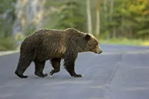 Cinnamon / Black Bear - crossing road - Canadian Rocky Mountains - Alberta - Canada MA002203