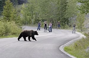 Cinnamon / Black Bear - crossing road with people watching
