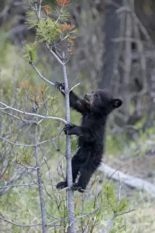 Ominvore Prints: Cinnamon / Black Bear - cub climbing tree - Canadian Rocky Mountains Alberta