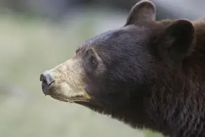 Ominvore Prints: Cinnamon / Black Bear - female - Canadian Rocky Mountains Alberta, Canada MA002050