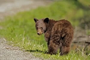 Images Dated 11th May 2007: Cinnamon colored Black Bear Cub portrait