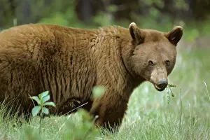 Omnivores Prints: Cinnamon phase Black Bear - feeding on dandelion plant