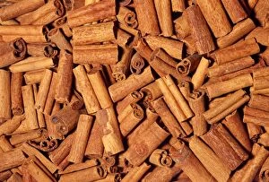 Images Dated 6th March 2007: Cinnamon Sticks - dried bark Native to Southern China, India