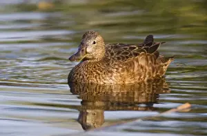 Teal Prints: Cinnamon Teal - adult female - March - Southeast Arizona - USA