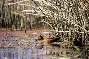 Teal Prints: Cinnamon Teal Duck