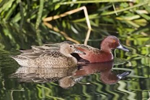 Images Dated 10th January 2011: Cinnamon Teal - male and female in winter
