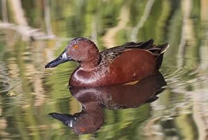 Images Dated 10th January 2011: Cinnamon Teal - male in winter