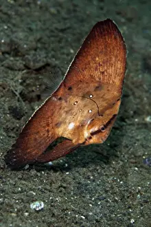 Batfish Prints: Circular Batfish - Indonesia