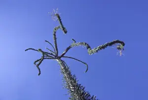 Cirio / Boojum (Fouquieriaceae Family) Central Desert, Baja California, Mexico