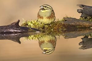 Images Dated 26th February 2012: Cirl Bunting - adult male at drinking pool