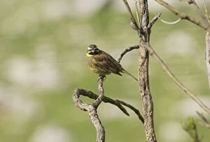 Cirl Bunting - adult male, February