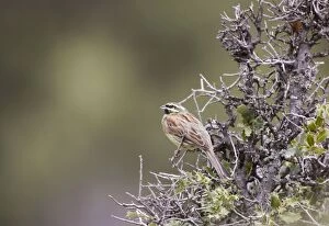 Cirl Bunting - adult male on territory