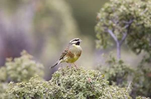 Images Dated 7th April 2009: Cirl Bunting - adult male on territory - April