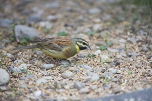 Cirl Bunting - feeding on seed fallen from an outdoor canary cage Cirl Bunting - feeding on seed fallen from an outdoor canary cage