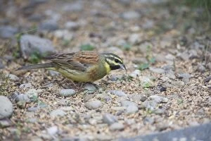 Images Dated 8th May 2008: Cirl Bunting - feeding on seed fallen from an outdoor canary cage