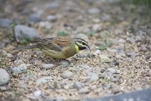 Buntings Prints: Cirl Bunting - feeding on seed fallen from an outdoor canary cage