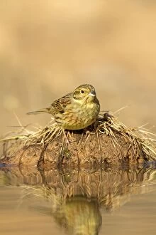 Images Dated 26th February 2012: Cirl Bunting - female at drinking pool