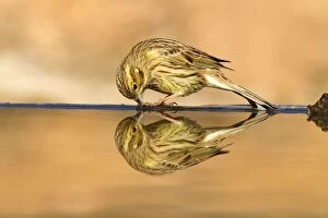 Cirl Bunting - female drinking at pool