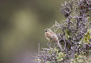 Images Dated 7th April 2009: Cirl Bunting - male - April
