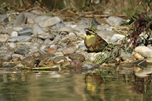 Images Dated 16th June 2005: Cirl Bunting Vaucluse, PACA, France