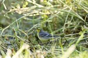 Images Dated 15th May 2011: Citrine Wagtail - female - Southern Turkey - May