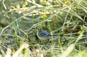 Middle East Prints: Citrine Wagtail - female - Southern Turkey - May