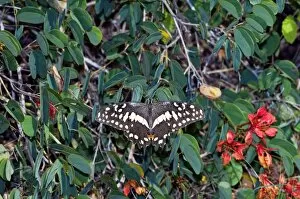 Images Dated 26th April 2009: Citrus Swallowtail - adult at rest on Pride-of-the-Cape (Bauhinia galpinii)