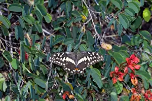 Swallowtail Prints: Citrus Swallowtail - adult at rest on Pride-of-the-Cape (Bauhinia galpinii) - Grahamstown