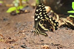 Images Dated 26th September 2008: Citrus Swallowtail Butterfly