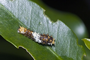 Images Dated 10th April 2009: Citrus Swallowtail Butterfly - caterpillar, early instar resembling bird dropping - Grahamstown