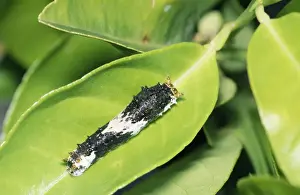 Defence Prints: Citrus Swallowtail Butterfly larva - mimicing bird dropping E. Cape South Africa