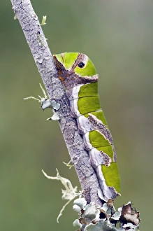 Images Dated 10th April 2009: Citrus Swallowtail Butterfly - mature caterpillar - Grahamstown, Eastern Cape, South Africa