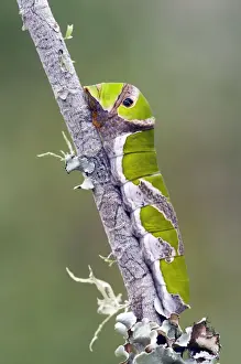 Swallowtail Prints: Citrus Swallowtail Butterfly - mature caterpillar - Grahamstown