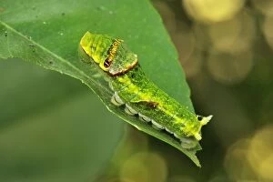 Images Dated 26th September 2008: Citrus Swallowtail / Christmas Caterpillar