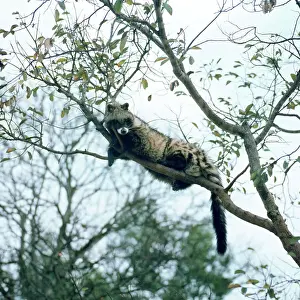 Civet formerly known as Viverra civetta