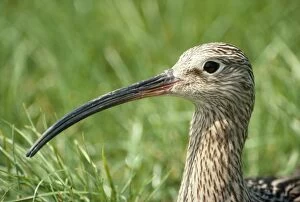 CK-1009 CURLEW - close-up of head and beak