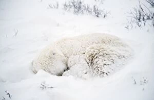 CK-1637 Polar Bear - sleeping in the snow