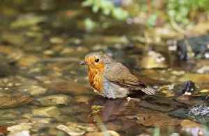 Robin