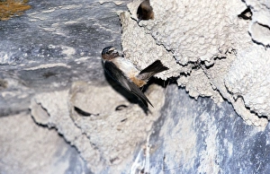 Cliff Swallow Nests