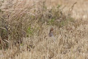 CK-4458 Grey Partridge - female on edge of barley stubble field with young