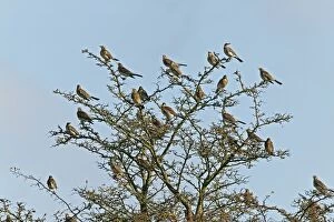 CK-4461 Fieldfare - flock perched on Hawthorn bush