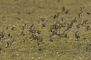 CK-4475 Goldfinch and Linnet (Carduelis cannabina) - mixed flock flying over uncultivated field